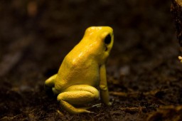 Poison arrow frog 毒ガエル